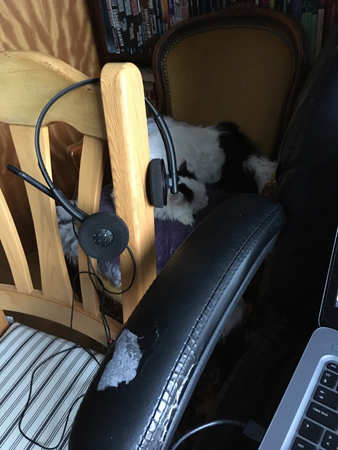 Citrus sover nära min hemarbetsplats