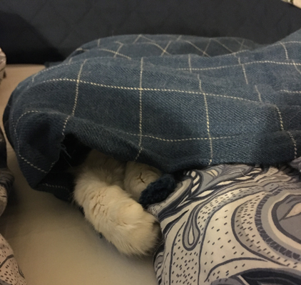 En tass sticker fram under filten