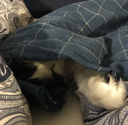 Ett stängt öga och en tass sticker fram under filten