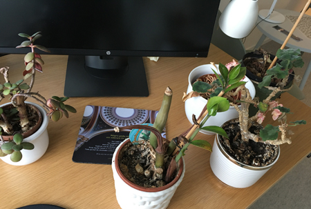Mina fem krukväxter på jobbet