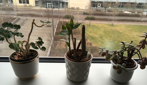 Tre överlevande växter på jobbet