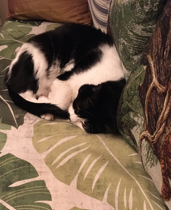 Mini på Annas kökssoffa