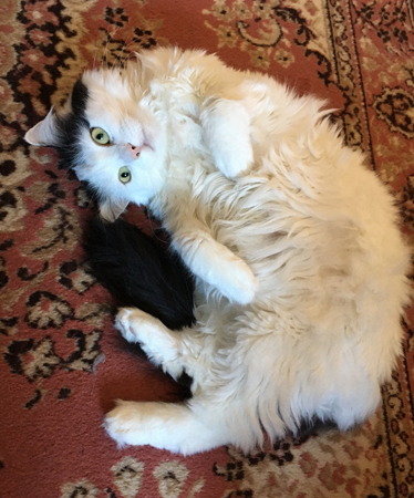 Citrus på mattan i Bokrummet