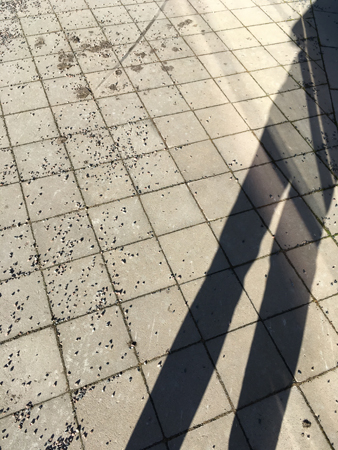 Långben på promenad