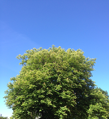 Trädtopp och blå himmel