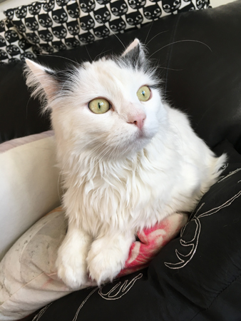 Citrus ser nåt spännande uppspärrade ögon