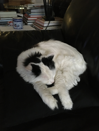 Citrus sover på soffkudde