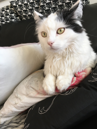 Citrus tittar på TV