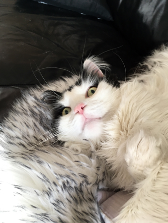 Lucifer med stirrig blick