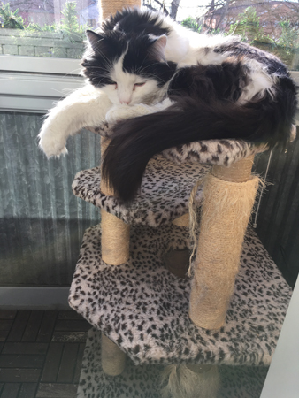 Lucifer på klätterpelaren på balkongen