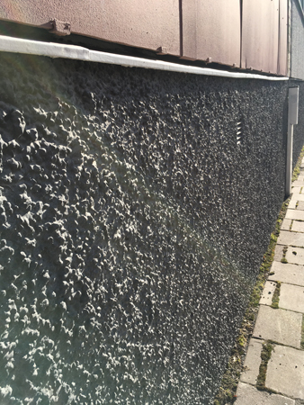 Sol mot grå husgrund