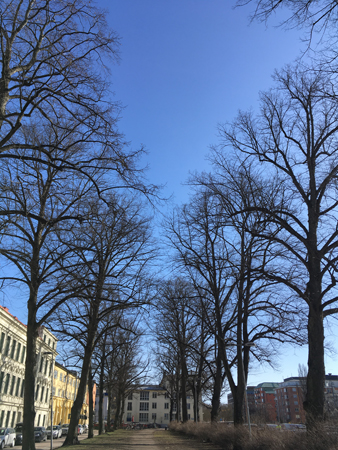 Allé vid Österplan