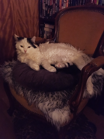 Citrus i f d hallstolen