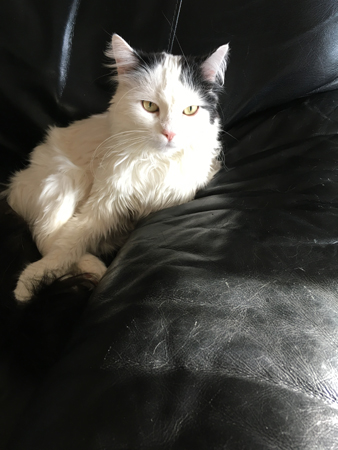 Citrus i solen i Annas fåtölj