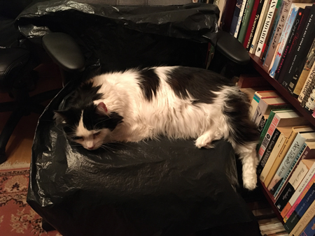 Lucifer på en plastsäck på min jobbskrivbordsstol