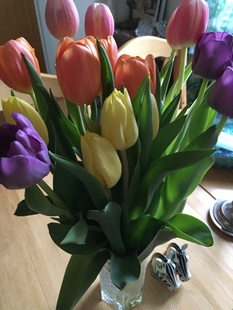 Tulpaner blandade färger Tulpaner blandade färger