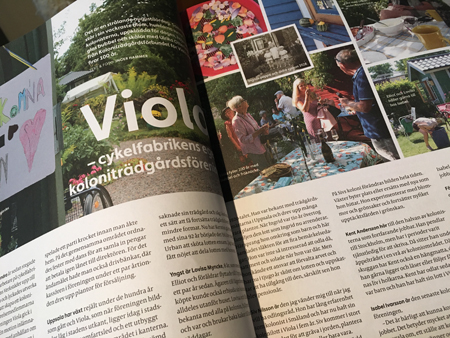 Artikel om Viola koloniförening