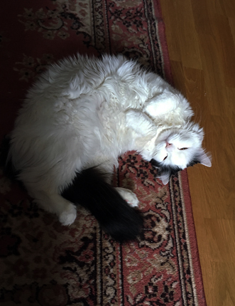 Citrus ligger o kisar på Bokrumsmattan