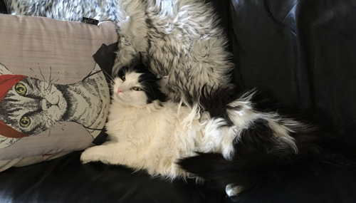 Lucifer sträcker ut sig i soffan