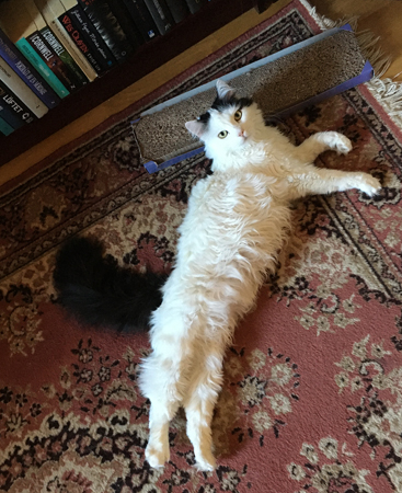 Citrus på mattan i Bokrummet med klösbärdan under huvudet