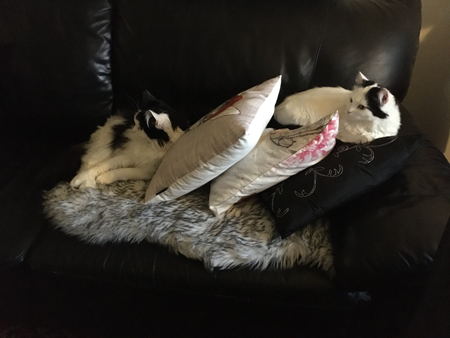 Lucifer och Citrus har vaknat i soffan