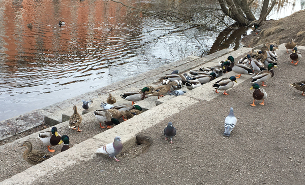 Änder och duvor vid ån