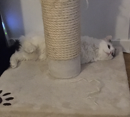 Citrus ligger på klöspelarens platta