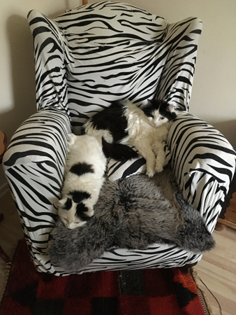 Syskona katt Citrus o Lucifer i zebrafåtöljen