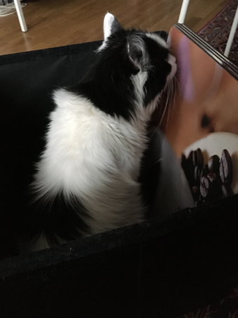 Lucifer inuti min fotpall