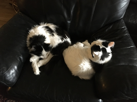 Syskona Katt Lucifer och Citrus