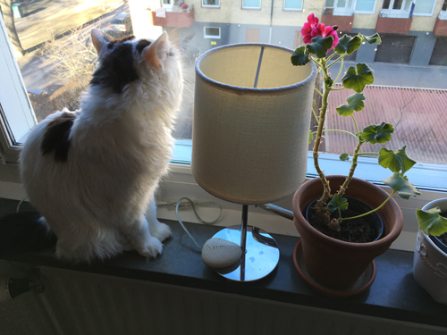 Citrus i köksfönstret