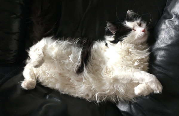 Lucifer i Annas fåtölj