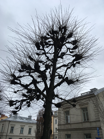 Lustigt träd på Storgatan mot grå himmel