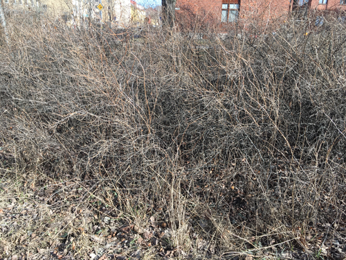 Risiga buskar Risiga buskar