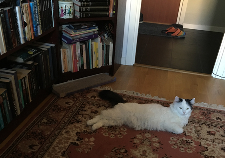 Citrus på Bokrumsmattan med öppna ögon