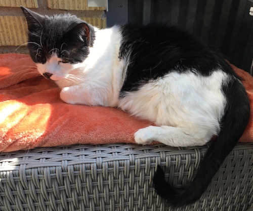 Mini solar på orange filten på balkongen