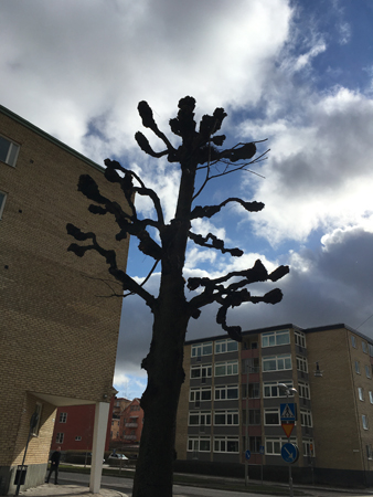 Nybeskuret träd på Storgatan