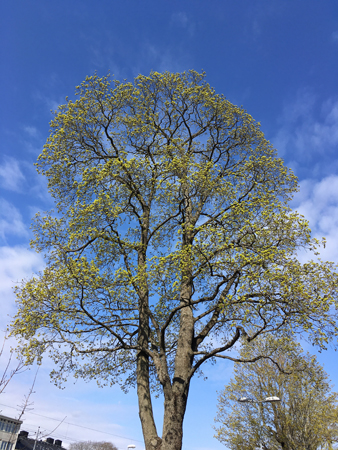 Träden börjar bli gröna