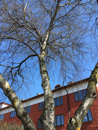 Björkgrenar mot blå himmel