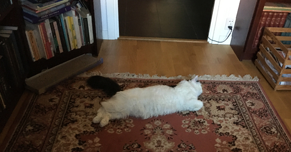 Citrus på mattan i Bokrummet