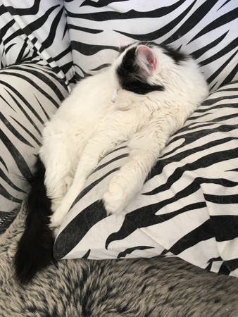 Citrus sover i zebrafåtöljen