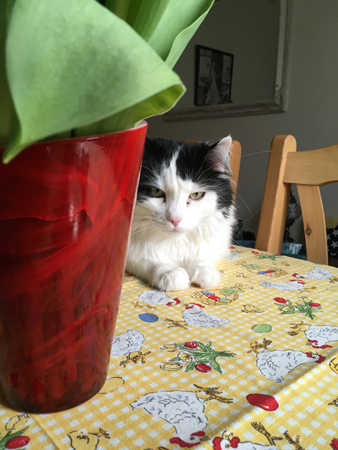 Lucifer gömmer sig delvis bakom en blomvas