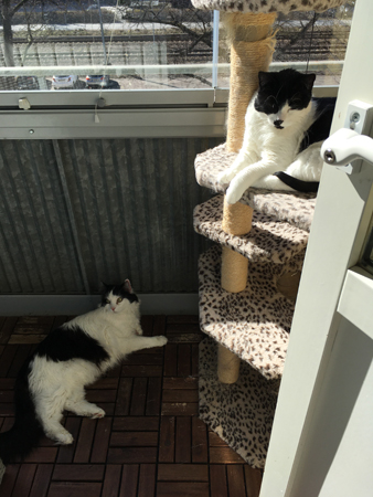 Lucifer och Mini på balkongen påskdagen