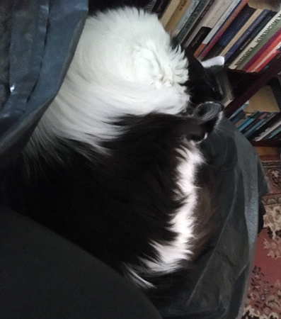 Lucifer på skrivbordsstolen från jobbet