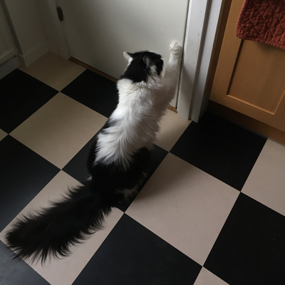 Lucifer vill in i skafferiet