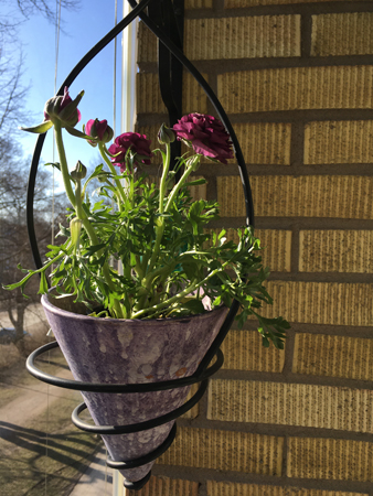 Ranunkel i lila kruka på balkongen april 2021