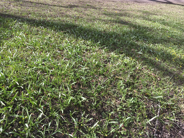 Grönt gräs med trädskuggor Österplan