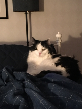 Lucifer på filten på sängen