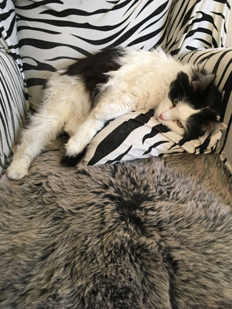 Lucifer på kudden i zebrafåtöljen