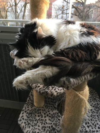 Lucifer sover på klätterpelaren